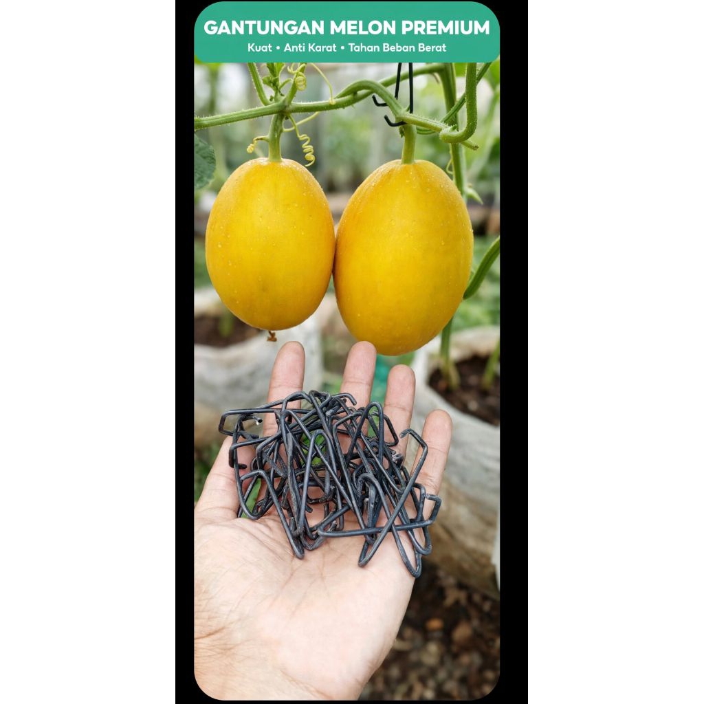 Peyangga Tangkai  buah melon / hanger melon / gantungan buah melon