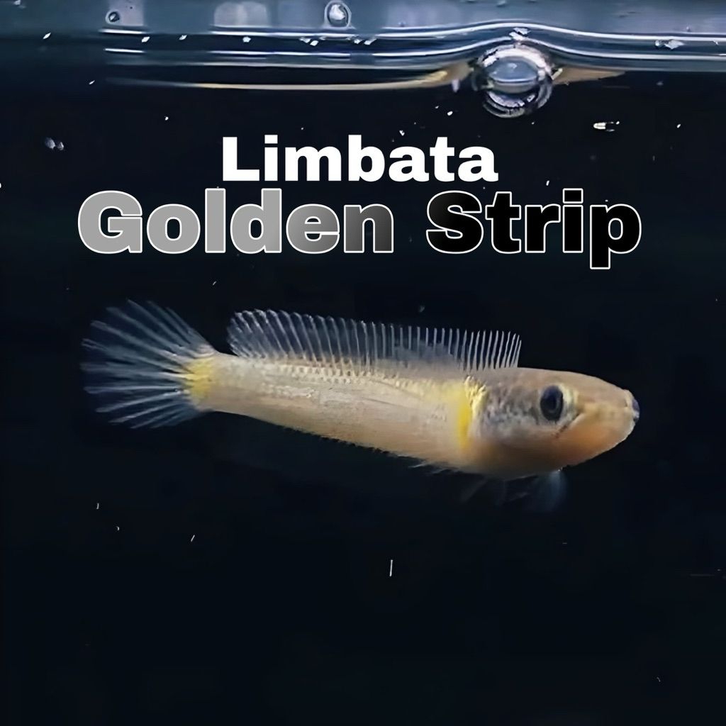 Limbata golden strip