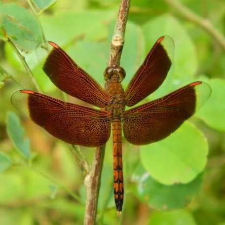 awetan serangga capung asli neurothemis terminata