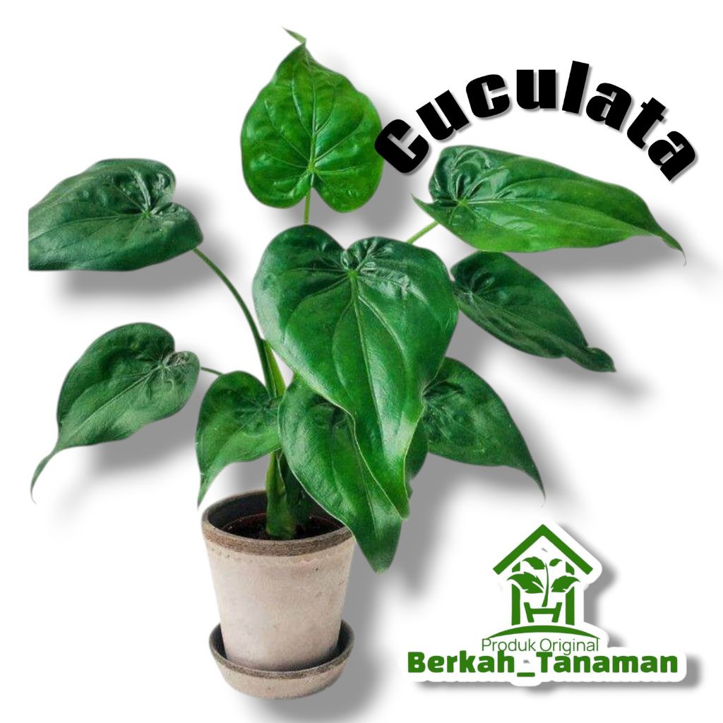 alocasia cucullata - tanaman hias Alocasia cucullata - Alocasia - cucullata - tanaman hias alocasia