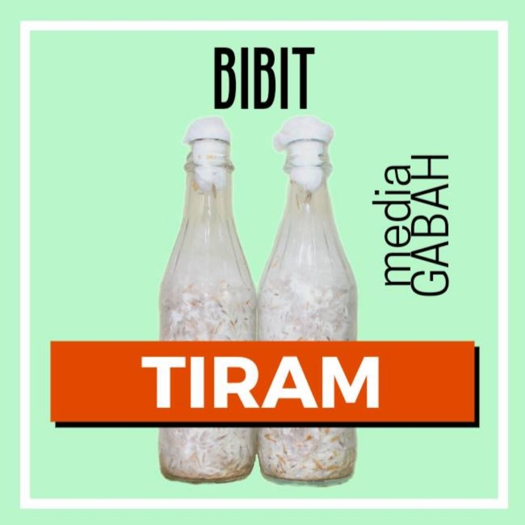 F2 bibit jamur tiram