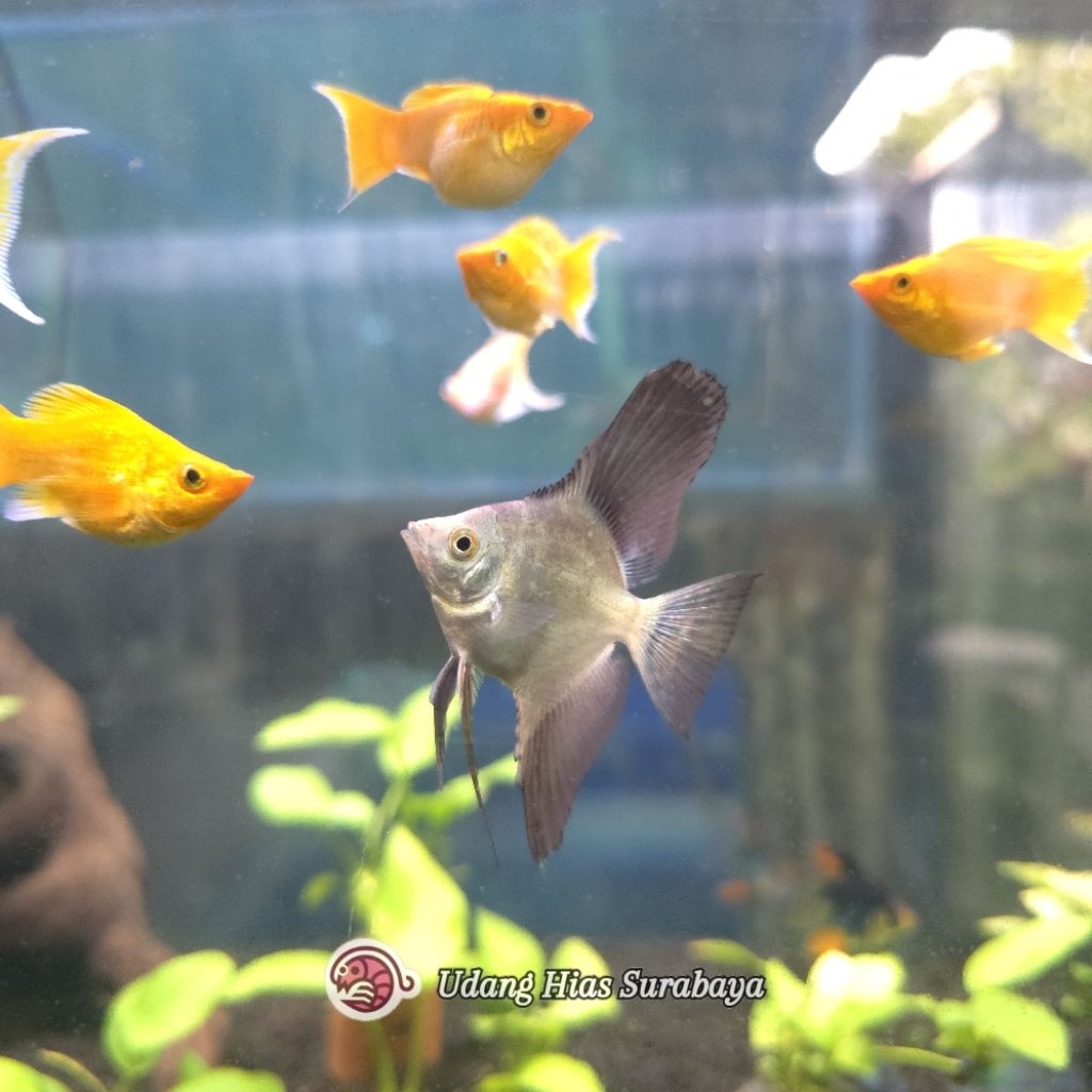 Manfish Bulgarian Seal Point (BSP) / Ikan Hias Aquascape