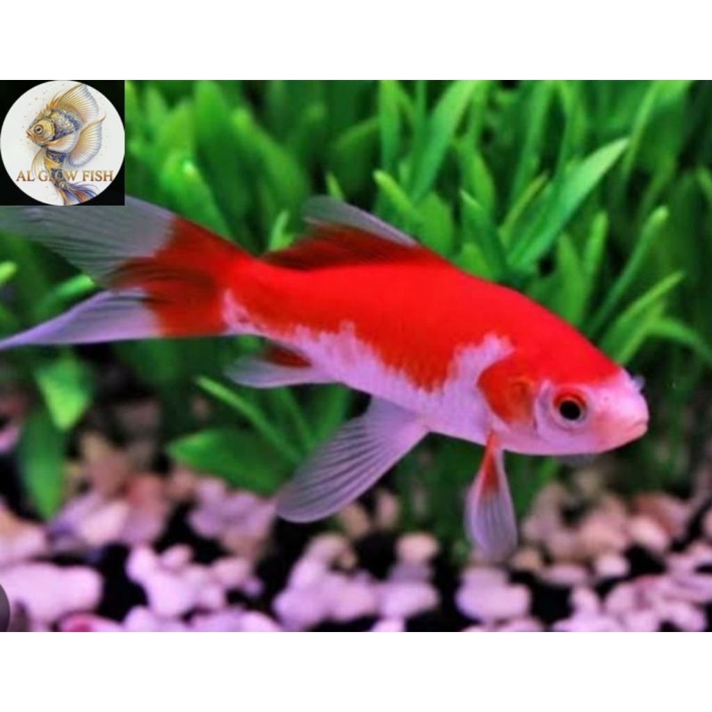 TERLARIS, Ikan komet slayer besar size 9-10cm