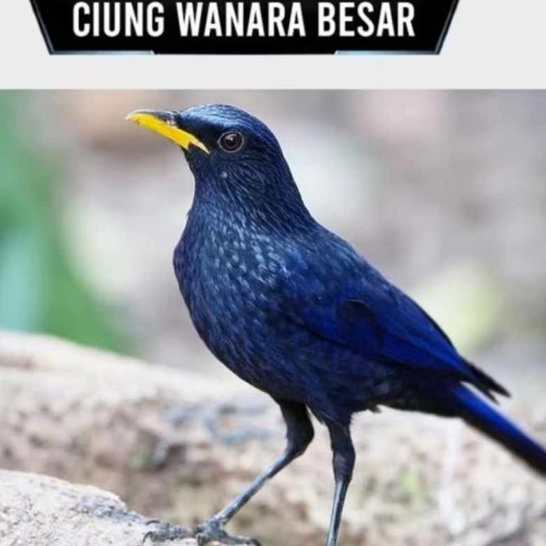 BURUNG CIUNG WANARA SUPER MULUS LINCAH SEHAT