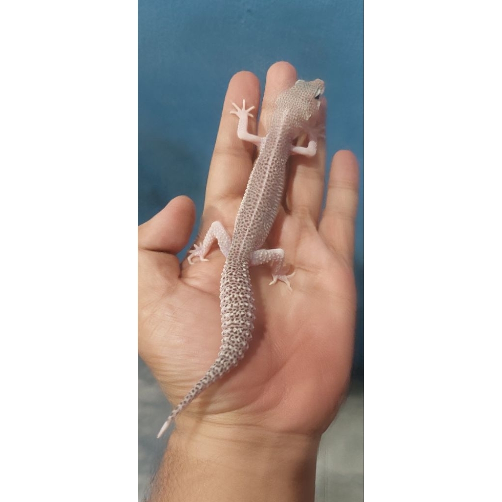 Mainan Leopard Gecko Pied