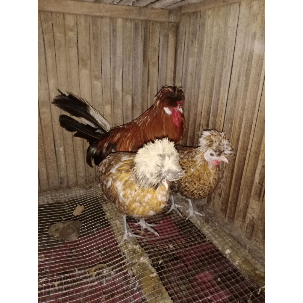 Ayam Poland Dewasa | Jantan | Betina | Ayam Jambul | Ayam Hias | Yan45