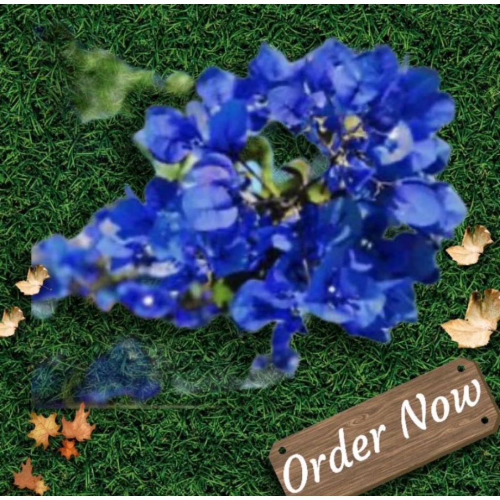 Bibit Bougenville Biru Siap Tanam