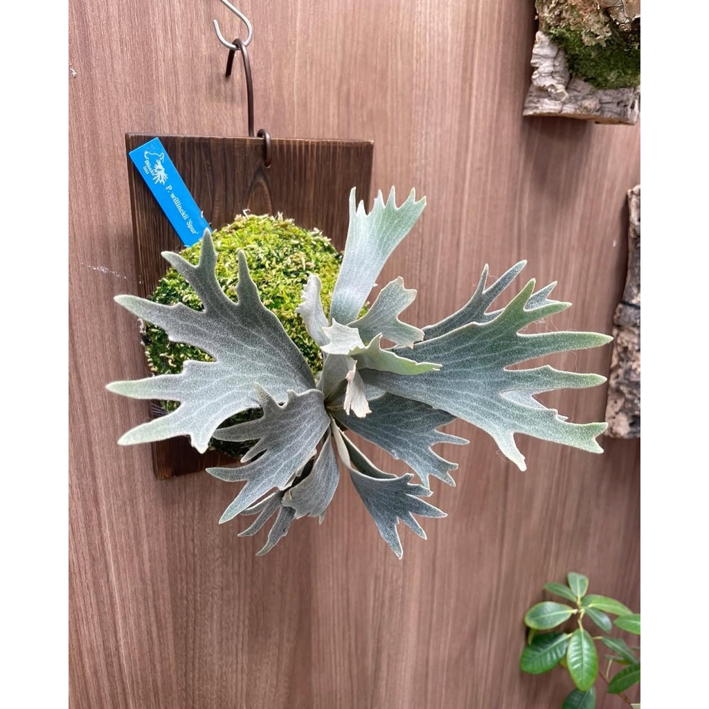 Platycerium Willinckii Spur dwarf series Simbar Menjangan Tanduk Rusa Staghornfern