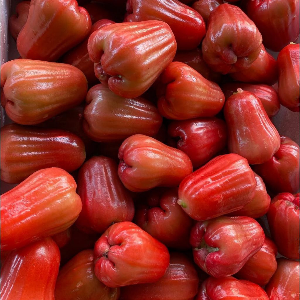 BUAH JAMBU AIR CINCALO CITRA MANIS 1KG MERAH DEMAK / BUAH JAMBU CITRA PATI DEMAK MANIS BANGET