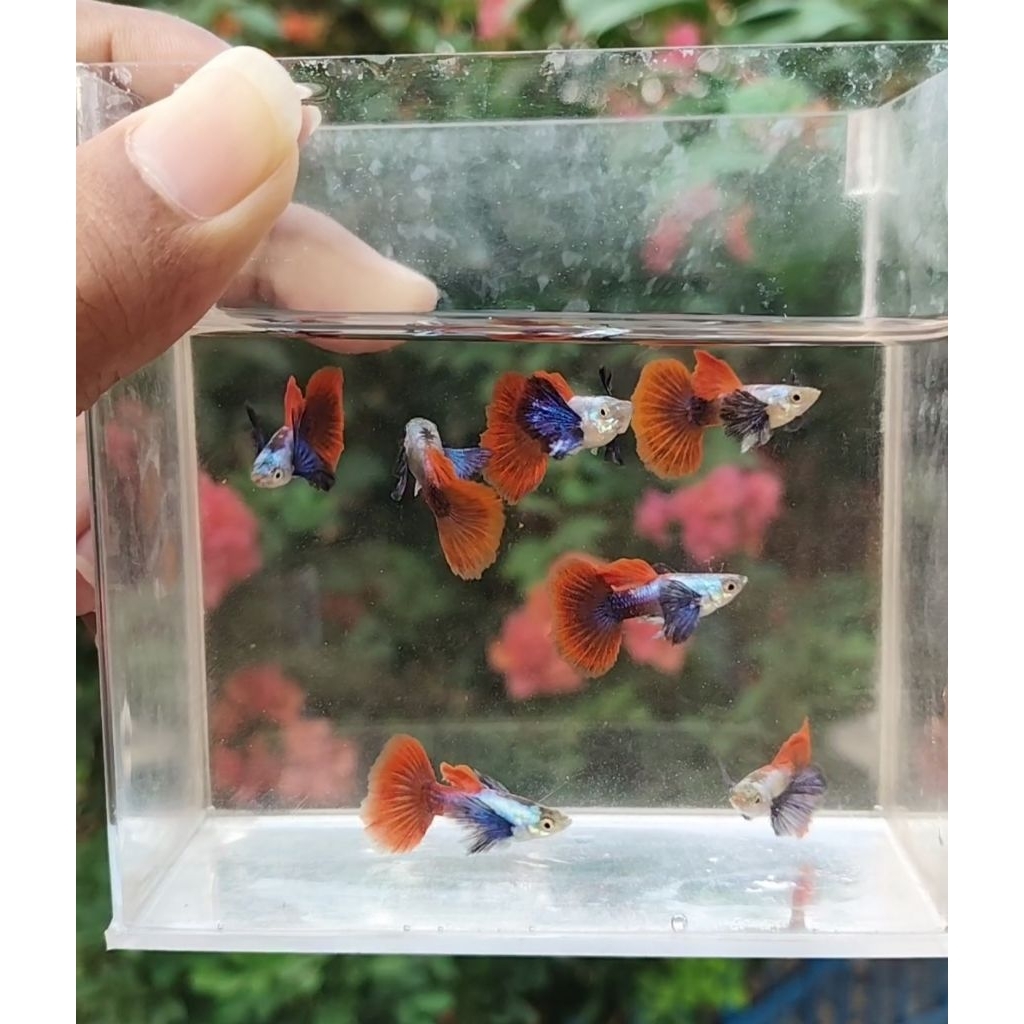 Sticker Guppy PRTDE indukan