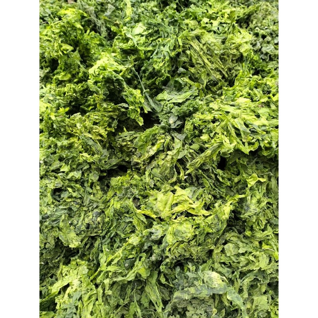 rumput laut jenis ulva kering