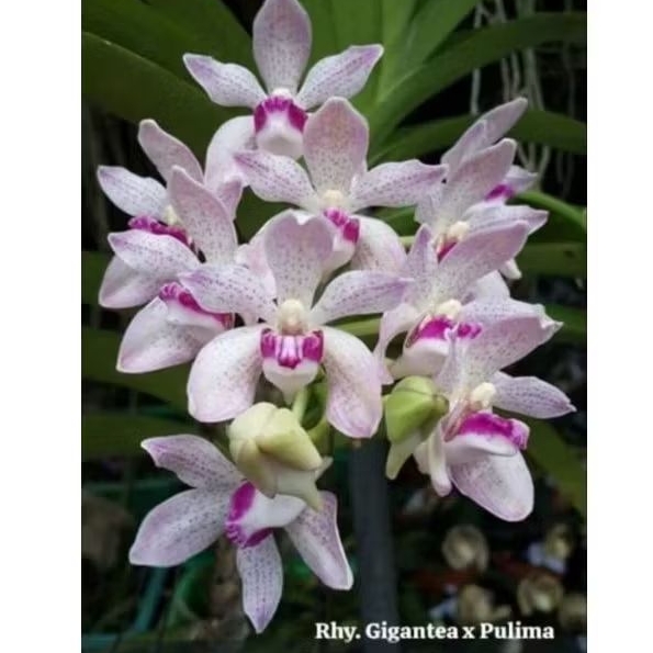 Vanda dewasa id Rhy gigantea x pulima