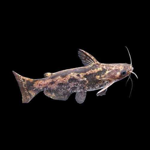 Dekorasi Hiasan Aquarium Colombia Catfish | (KHUSUS INSTAN)