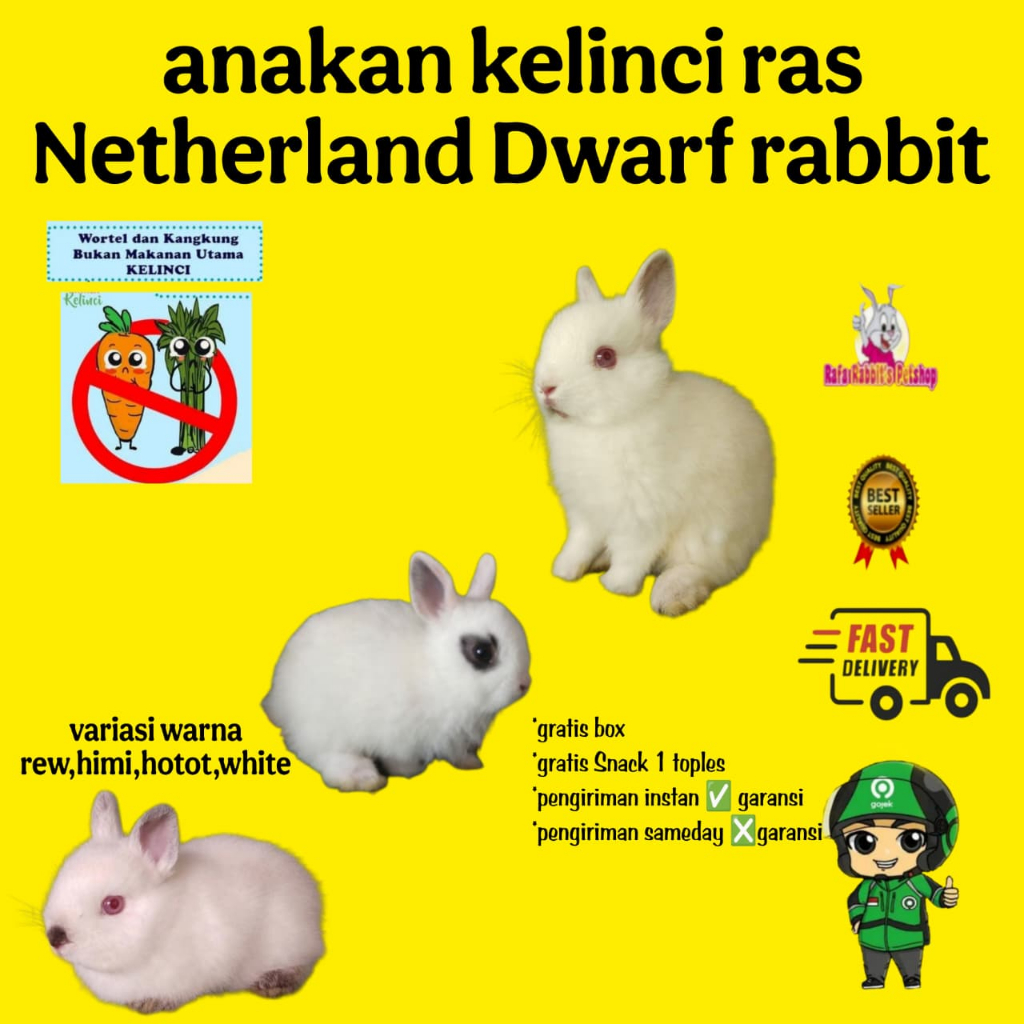 Anak Kelinci Ras Netherland Dwarf Rabbit Variasi Warna Rew Himi Hotot White