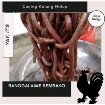 Cacing kalung kolet umpan bawal 1ons