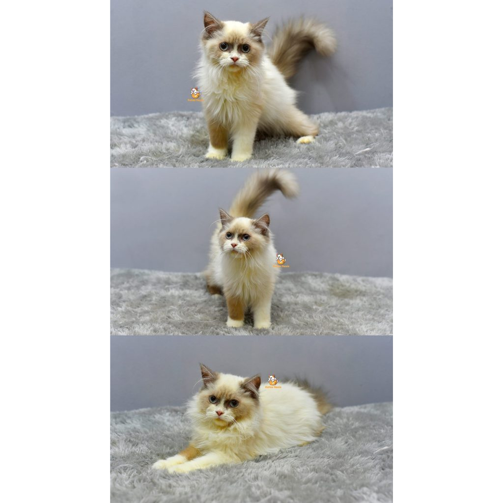 Gea – Kucing Ragdoll 4 Bulan Betina