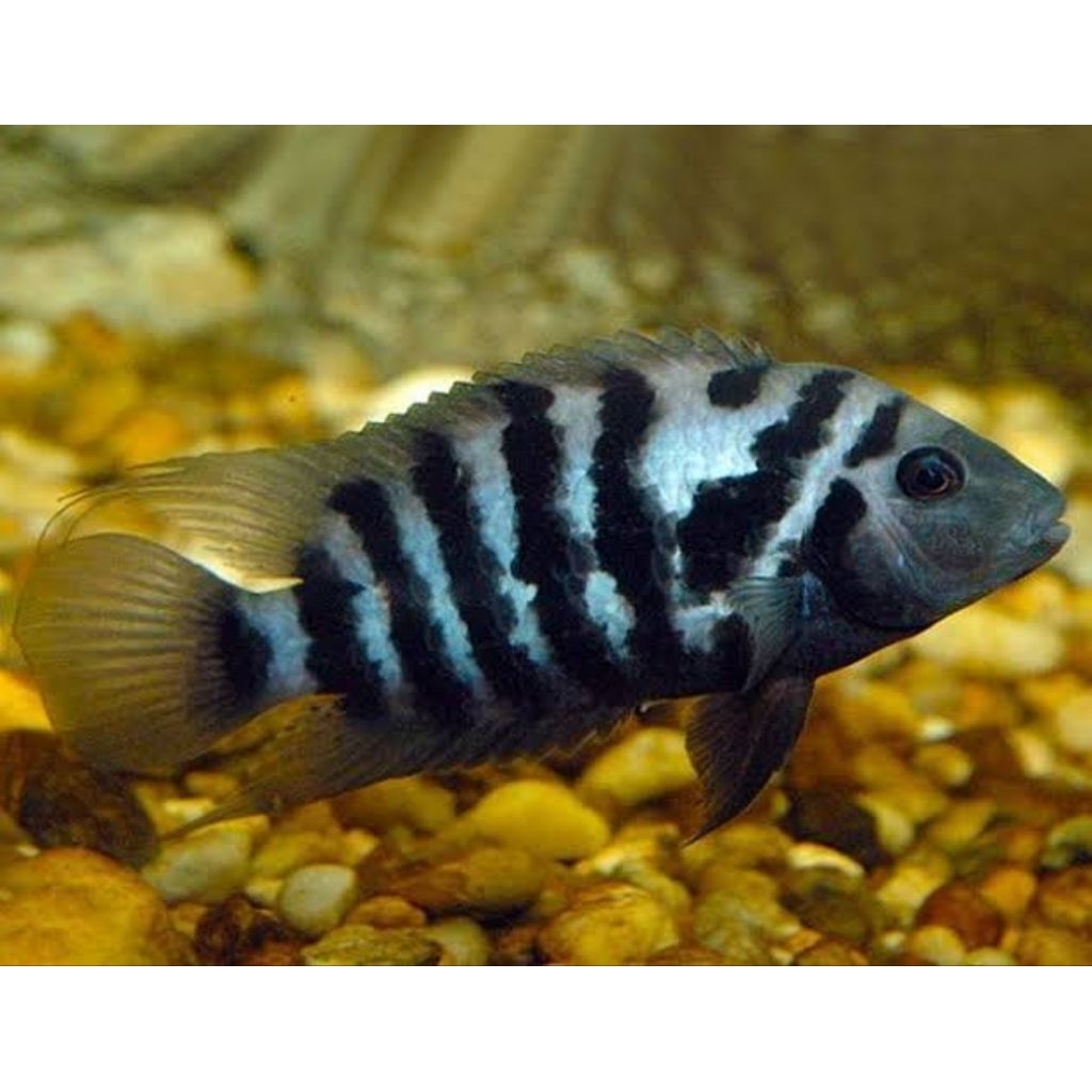Ikan Black Convict Cichlid