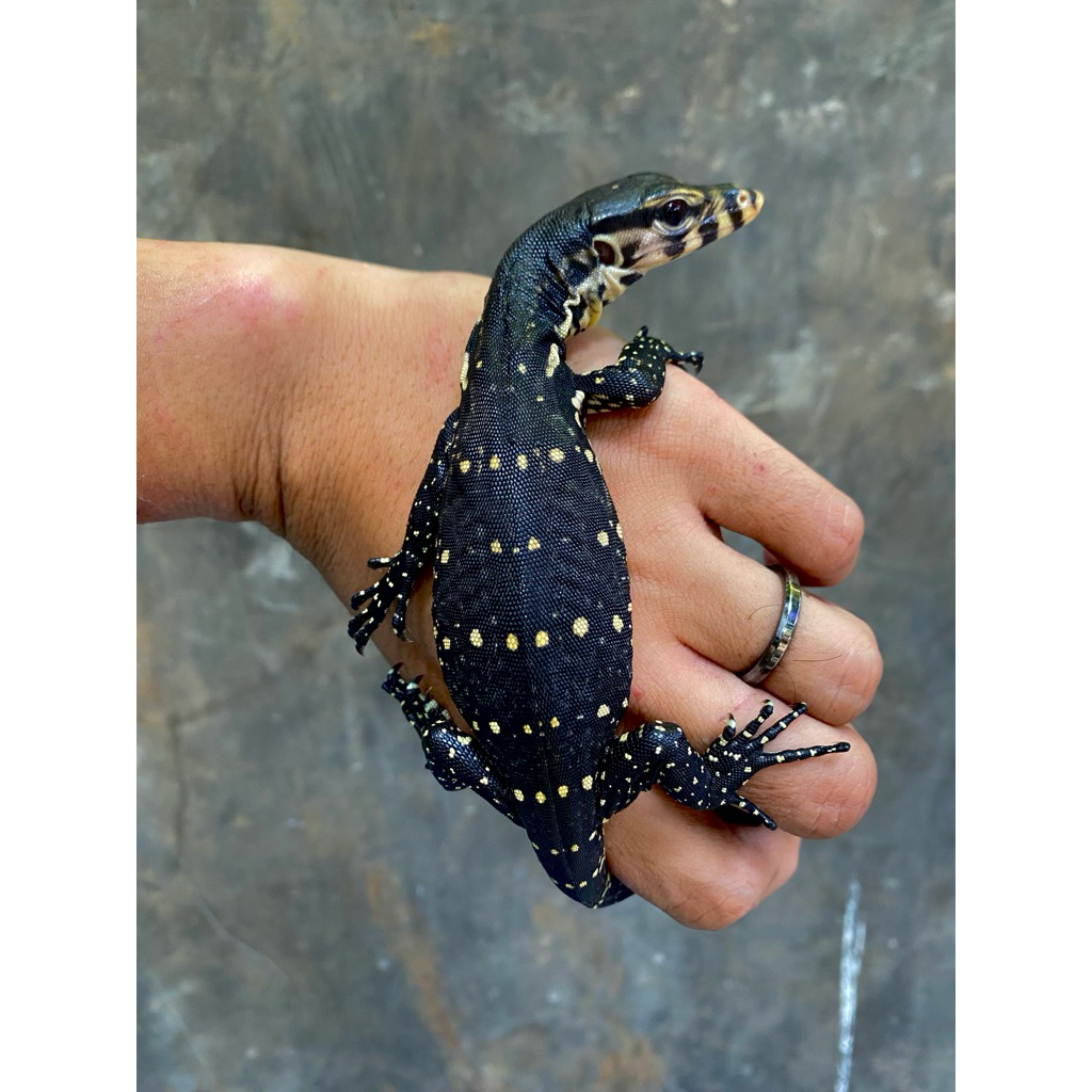 Varanus Salvator Baby Jinak Sehat Mulus Motif