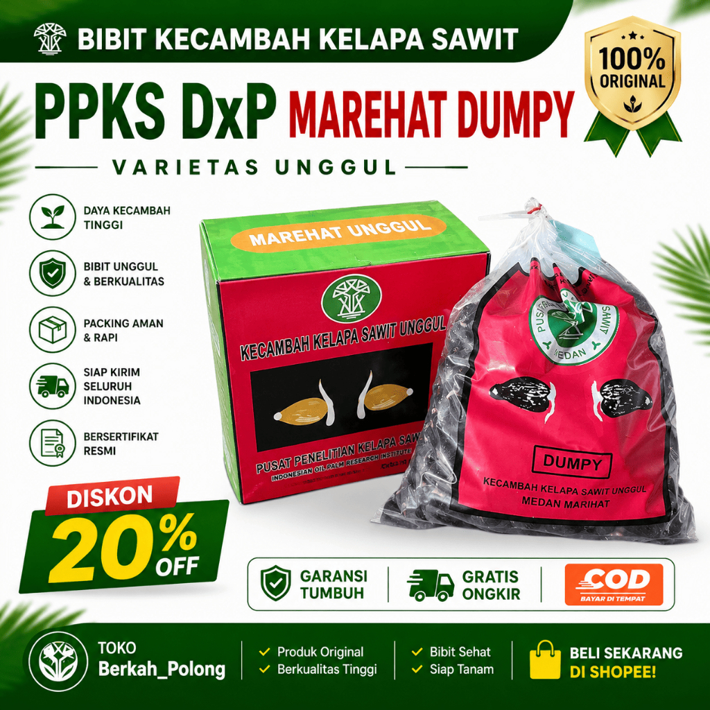 Bibit Kecambah Kelapa Sawit Resmi PPKS DxP MAREHAT DUMPY Unggul Bersertifikat I isi 250 Butir I Siap