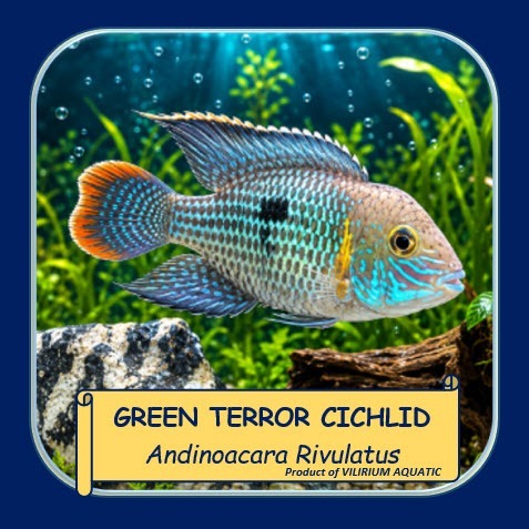 IKAN HIAS GREEN TERROR CICHLID / GOLSOM / GOLD SAUM – IKAN AIR TAWAR PREDATOR AQUARIUM AQUASCAPE