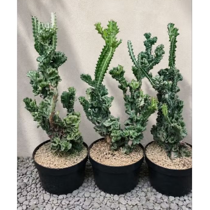 Kaktus Euphorbia Lactea Cristata / Kaktus Karang / Cactus Euphorbia