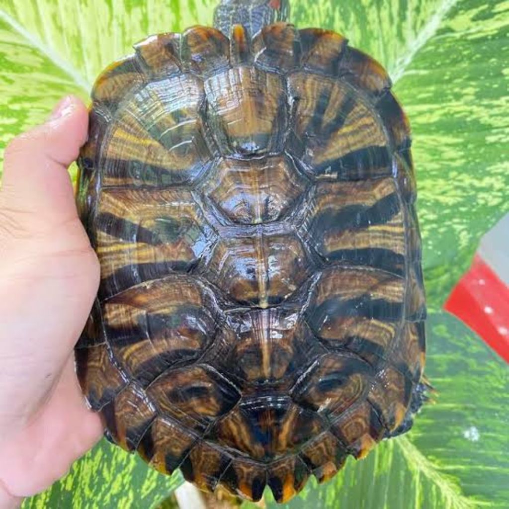 Hiasan Aquarium Kura-Kura Brazil