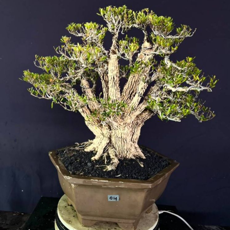 BONSAI BUXUS 014