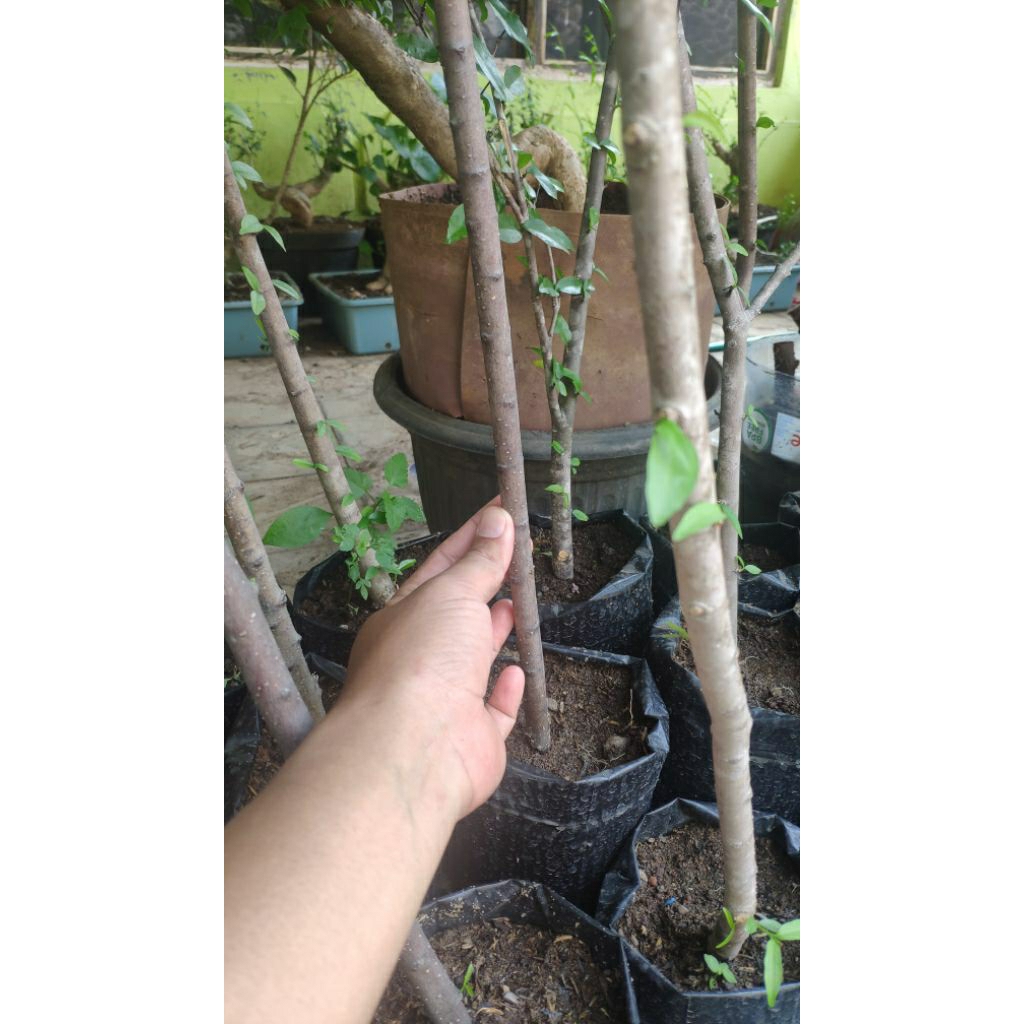 Bahan Bonsai Anting Putri - cangkokan