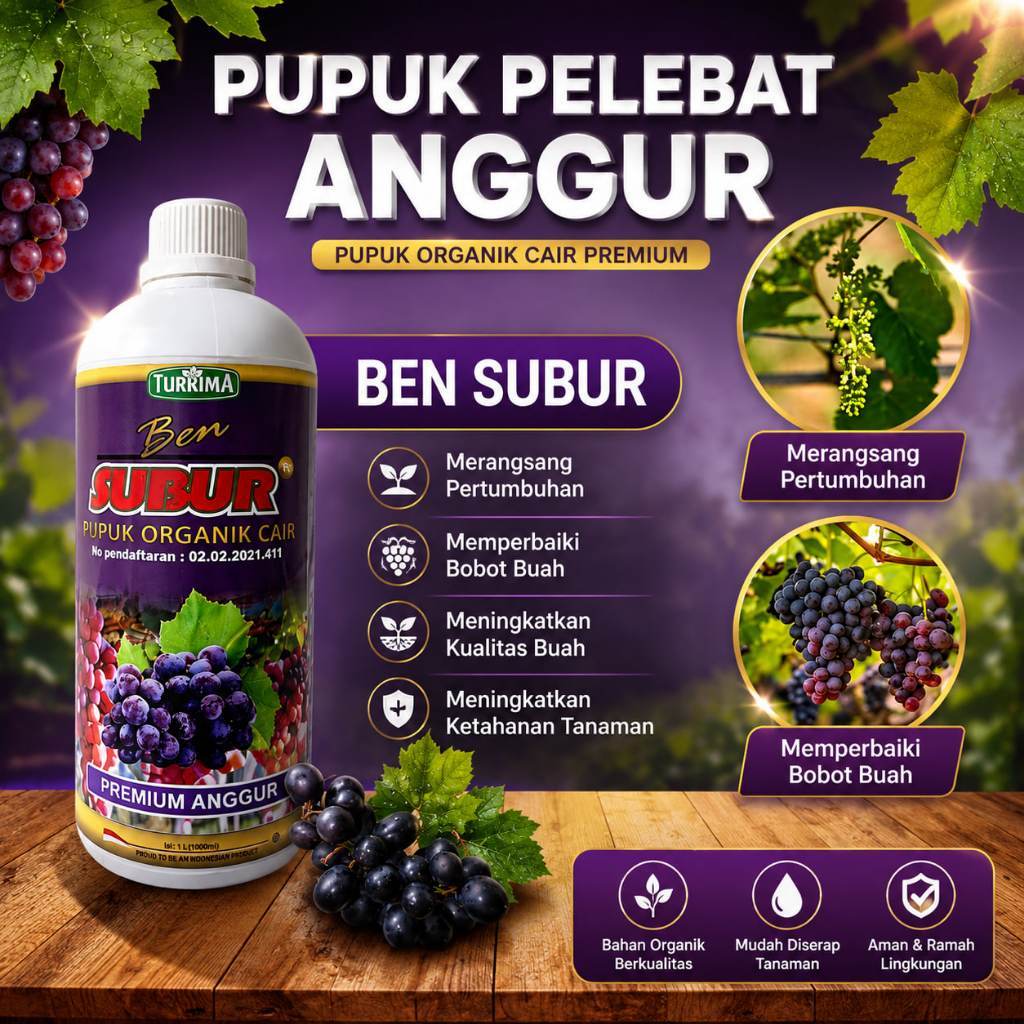 Pupuk Anggur Perangsang Pembungaan Dan Pembuahan Anggur, Pupuk Anggur Musim Hujan