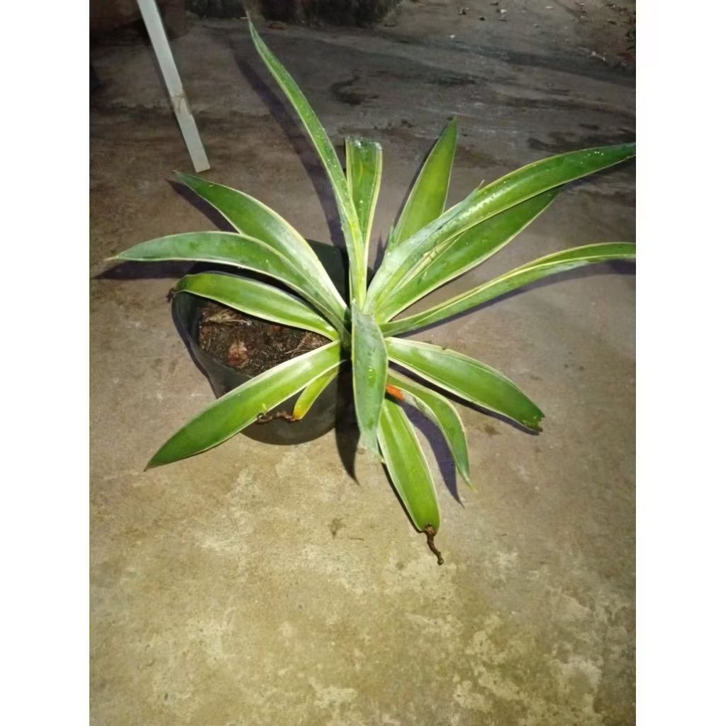 tanaman agave America variagata/Americana agave siklok varigated/agave america variagata