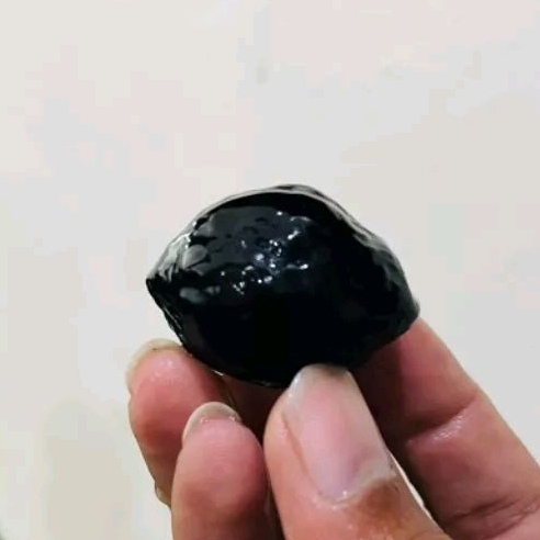 Muncang kemiri adu Jayanti x Jawa MD