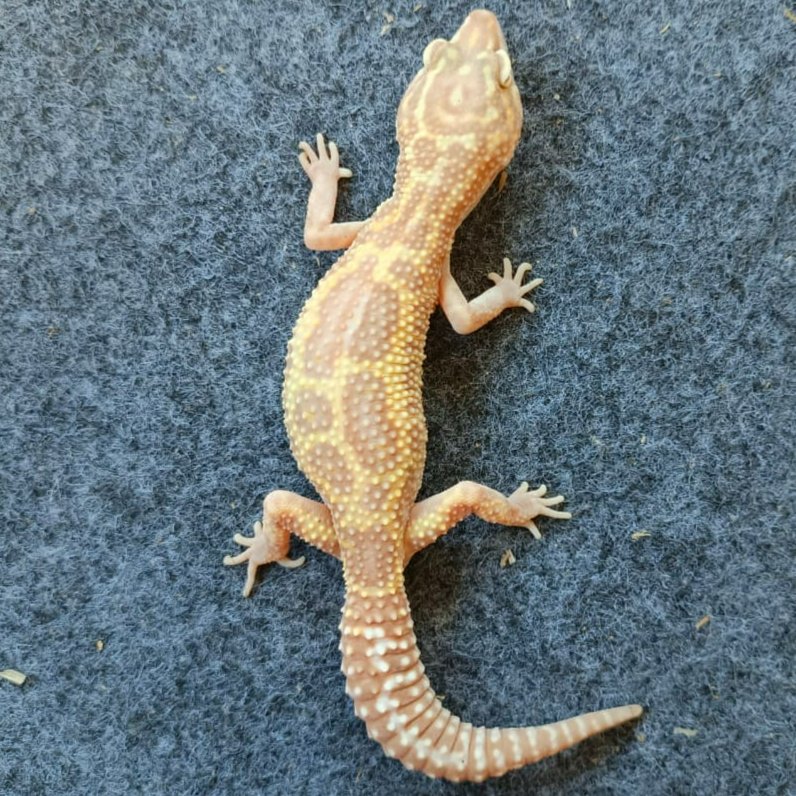 Leopard Gecko Macksnow Tremper het Raptor | Female Indukan Gecko Sehat Aktif Jinak