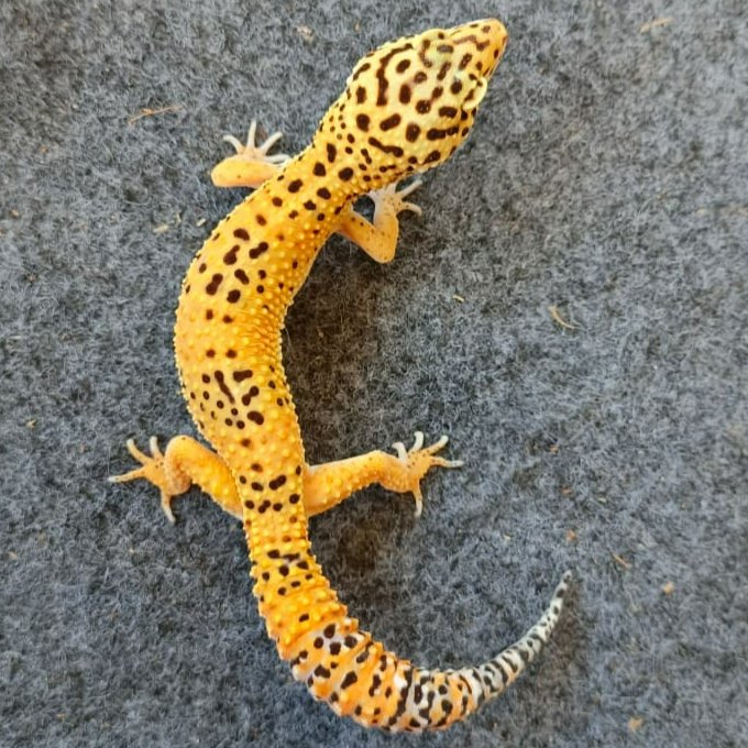 Leopard Gecko Emerine ph Tremper | Male/Jantan Gecko Sehat Aktif Jinak