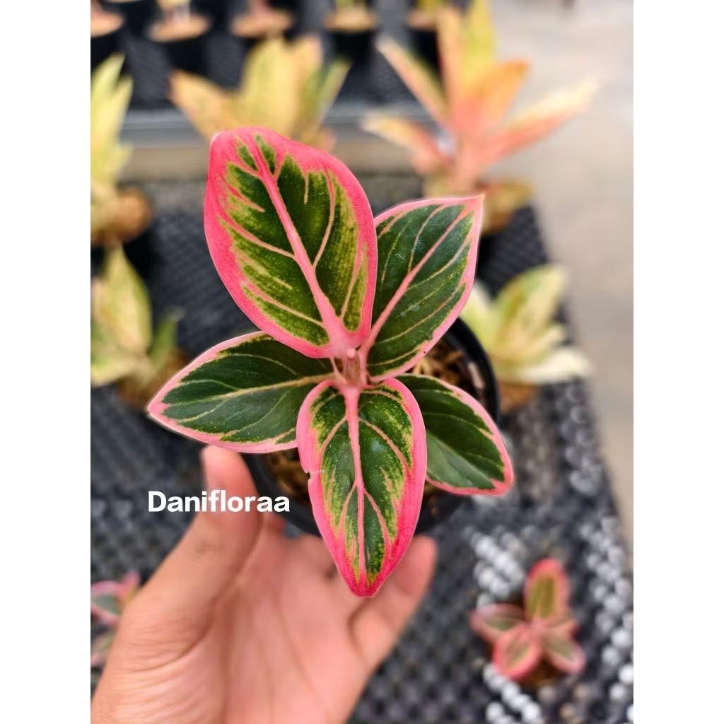 Aglaonema Lotus Delight Lokal
