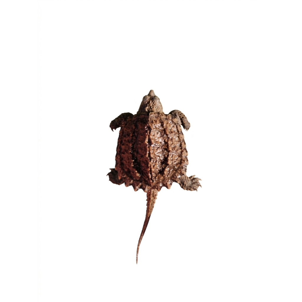 Custom Mainan CST (Common Snapping Turtle)