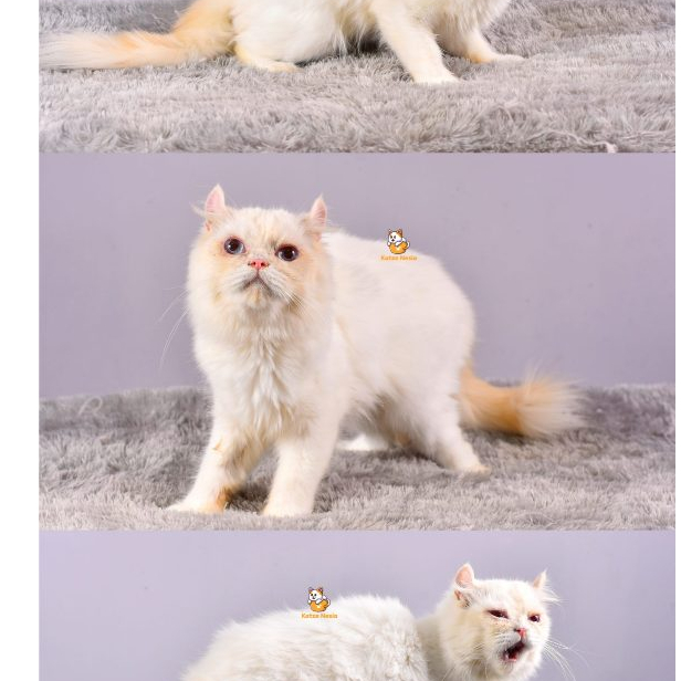 Amigo – Kucing American Curl- Jantan – 1 Tahun +