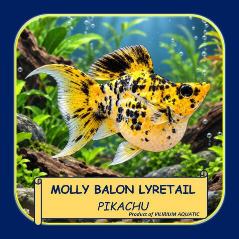 IKAN HIAS MOLLY BALON PIKACHU LYRETAIL GRADE | MOLLY PIKACHU BALON EKOR CAWANG | IKAN AQUARIUM AQUAS
