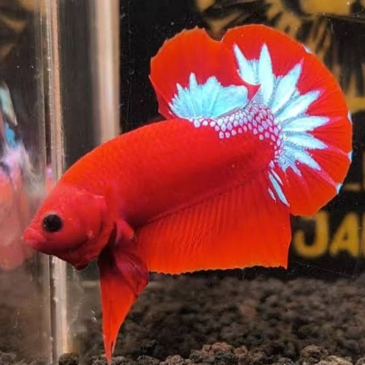 Ikan Cupang Jantan Plakat Hellboy Bold