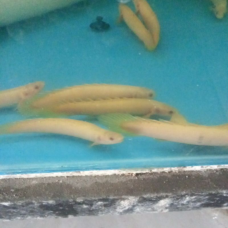 palmas
