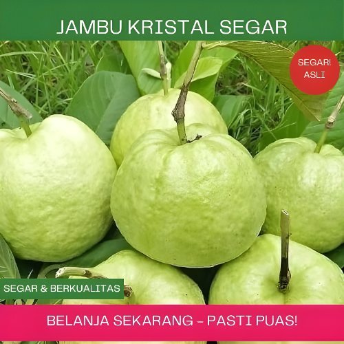Jambu kristal segar,jambu kristal perkilo,jambu kristal cocok untuk rujak,jambu kristal banyak manfa