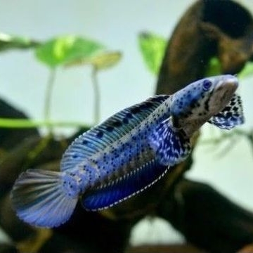 Channa Blue Pulchra 10-12 cm