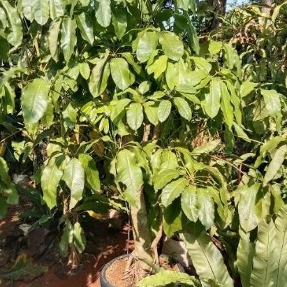 POHON WALISONGO TINGGI 150 CM