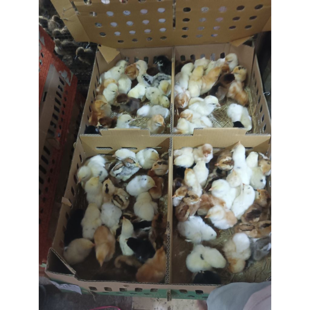 KUB Ayam Kampung Unggul KUB Doc KUB
