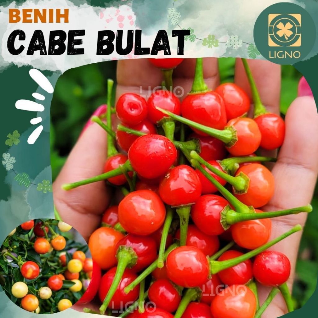 Benih CABE BULAT - Biji Cabai Hias