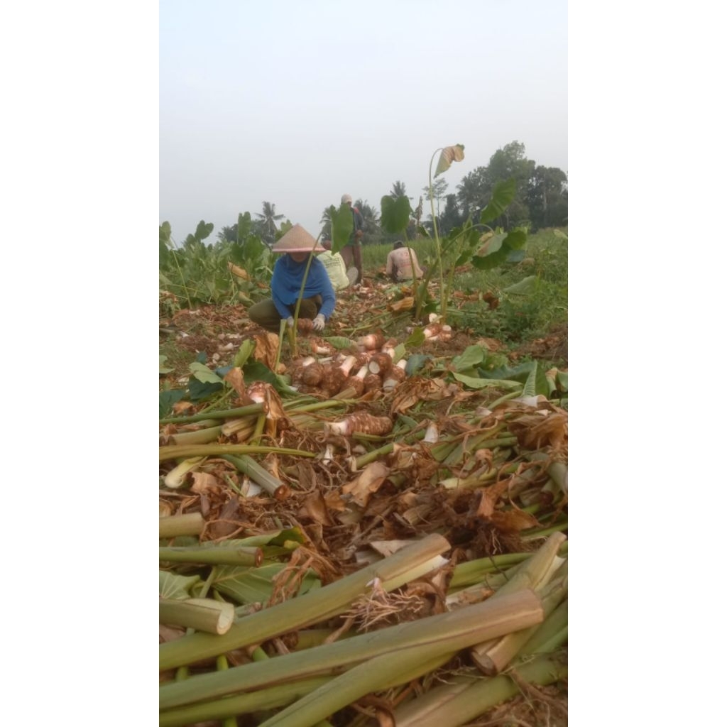 talas Bogor/talas Pratama/talas papua 1 kg