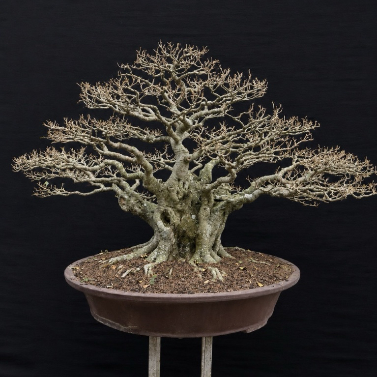 (BONSAI) Ficus Ampelas (Amplas)
