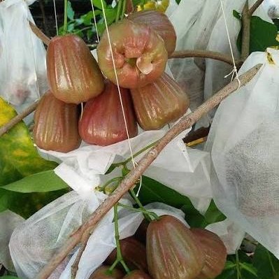 entres jambu air dalhari