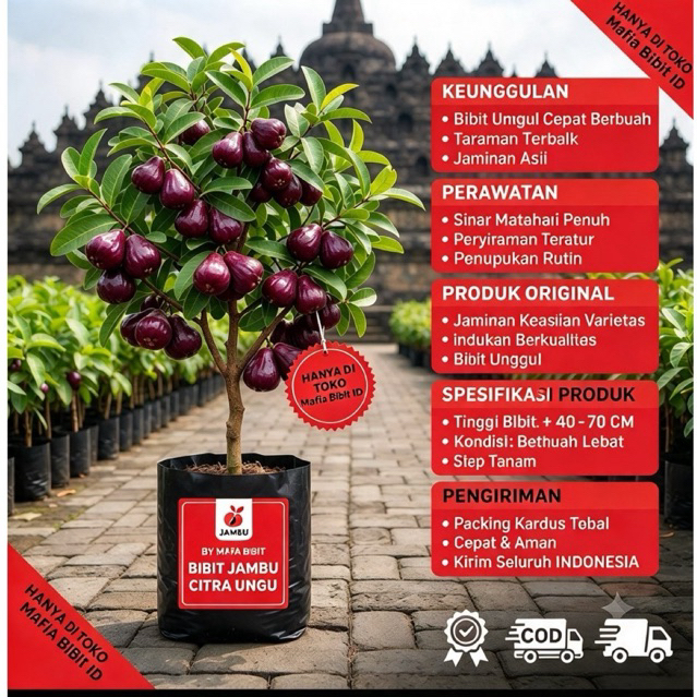 Bibit Jambu Citra Ungu Hasil Okulasi | Jambu Air Ungu  LANGGENG STORE
