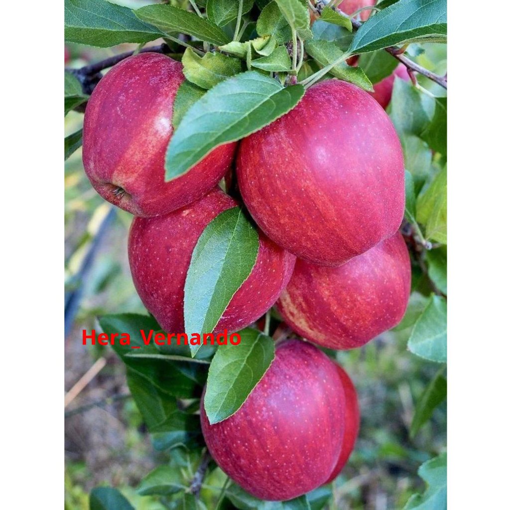 Bibit Apel Fuji Batang Besar Spesial