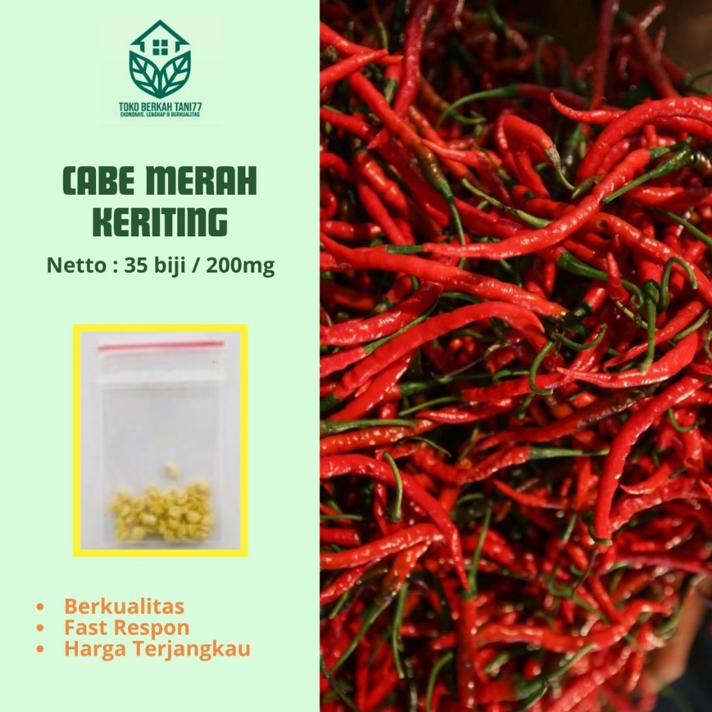 Bibit Cabe Merah Keriting Benih Bibit Cabe Merah Keriting Sayuran Cabai Unggul Berkualitas - Bibit T